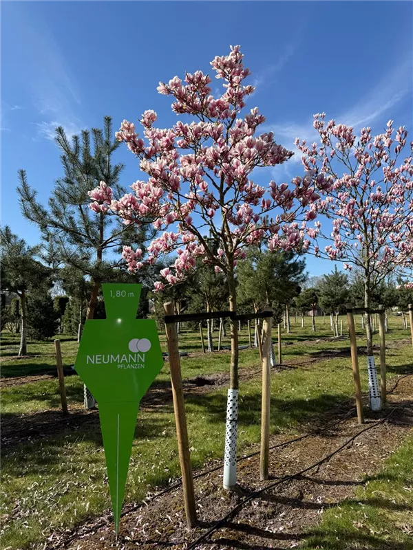 Magnolia 'Raspberry Ice'