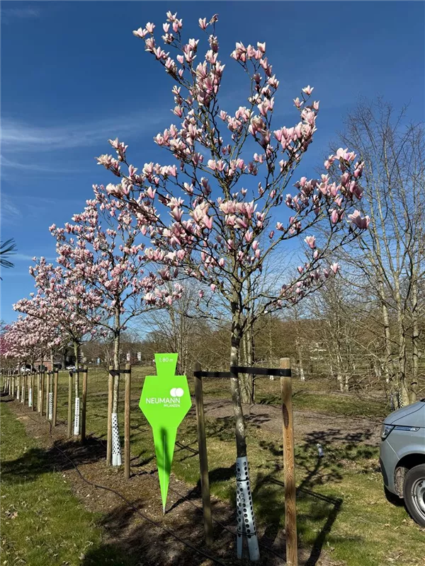 Magnolia 'Raspberry Ice'