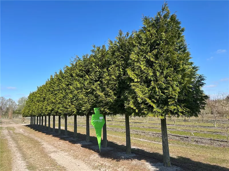 Thuja plicata 'Excelsa'