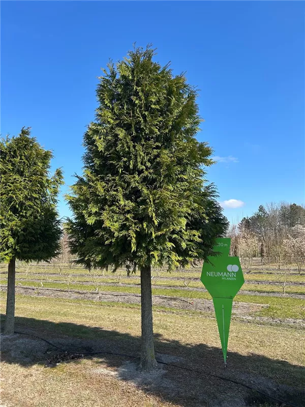 Thuja plicata 'Excelsa'