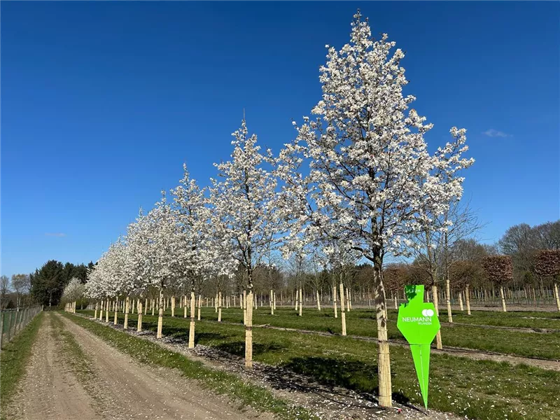 Magnolia loebneri 'Merrill'
