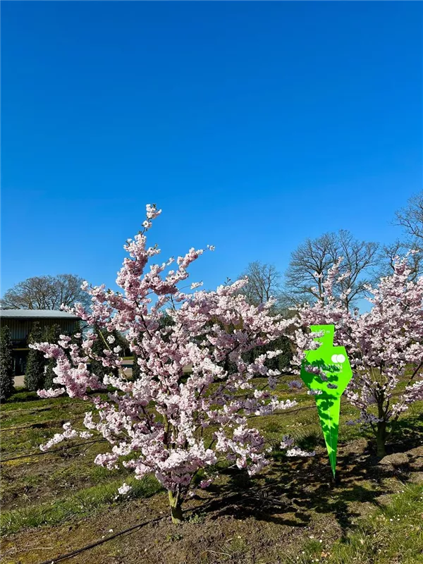 Prunus subhirtella 'Accolade'