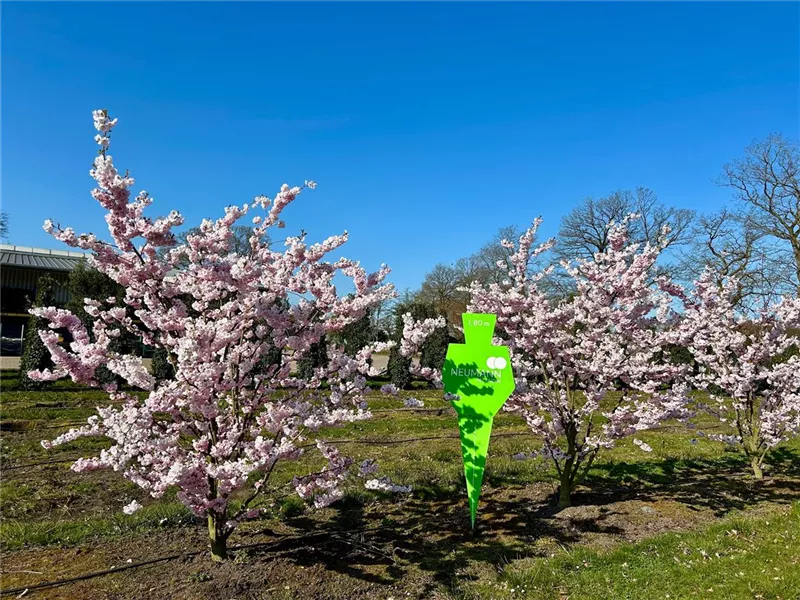 Prunus subhirtella 'Accolade'