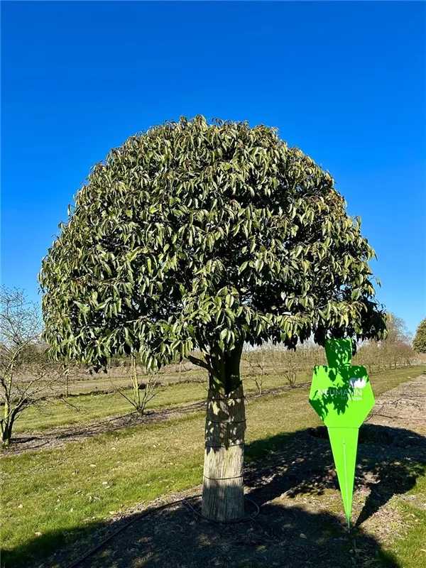 Prunus lusitanica