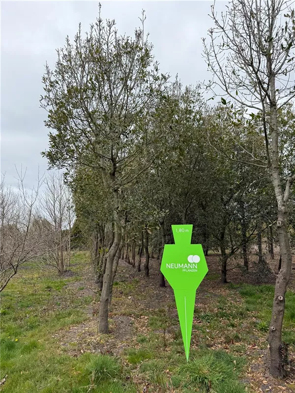 Quercus turneri 'Pseudoturneri'