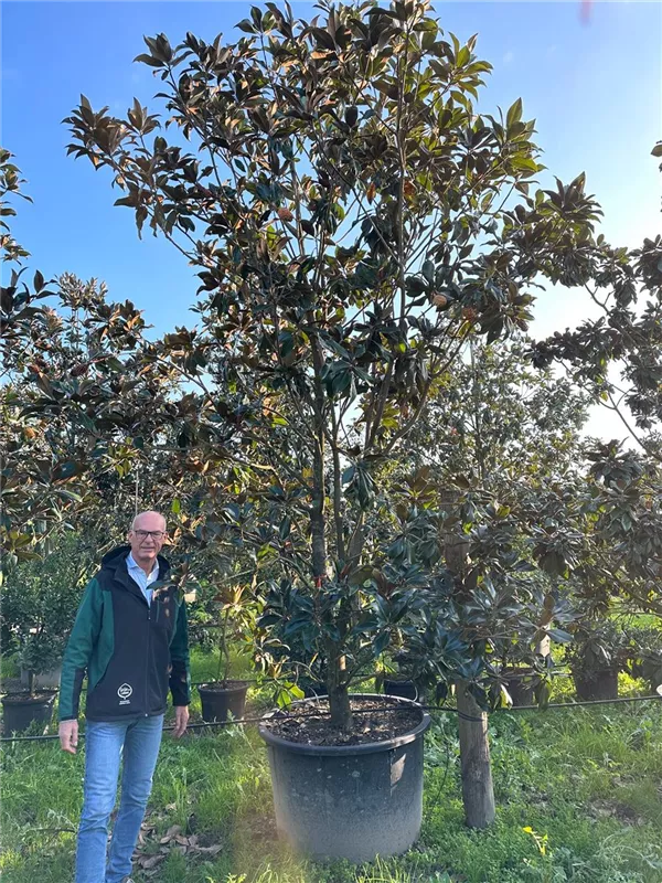 Magnolia grandiflora 'Galissonniere'