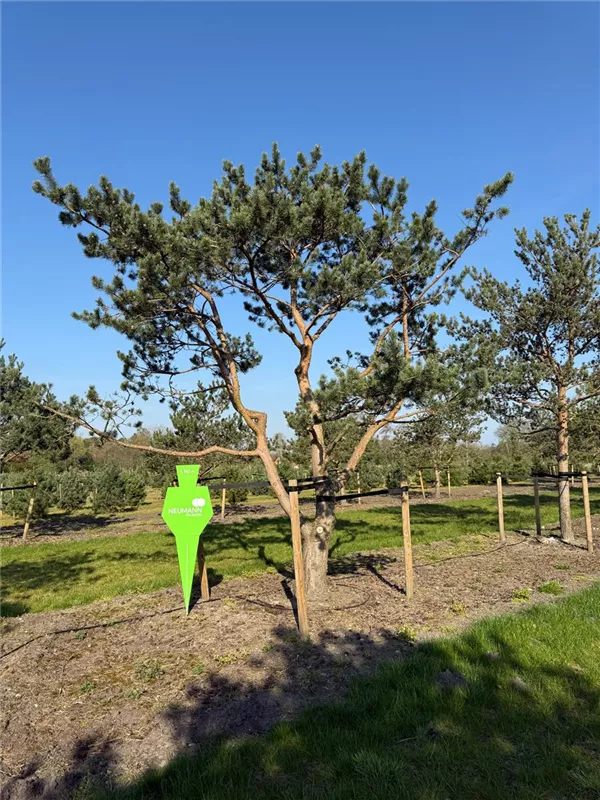 Pinus sylvestris