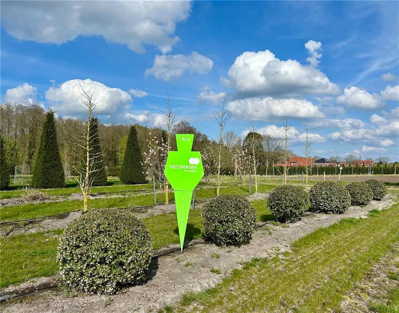 Osmanthus burkwoodii