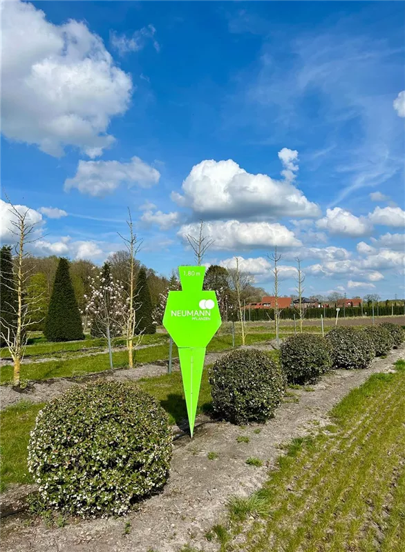 Osmanthus burkwoodii