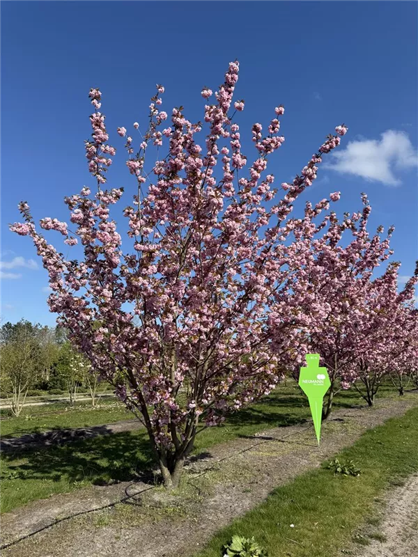 Prunus serrulata 'Kanzan'