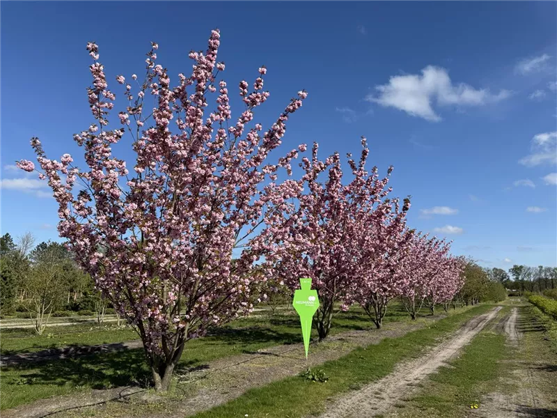 Prunus serrulata 'Kanzan'