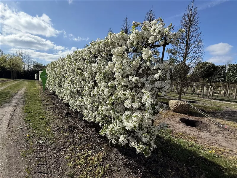 Malus 'Evereste' -R-