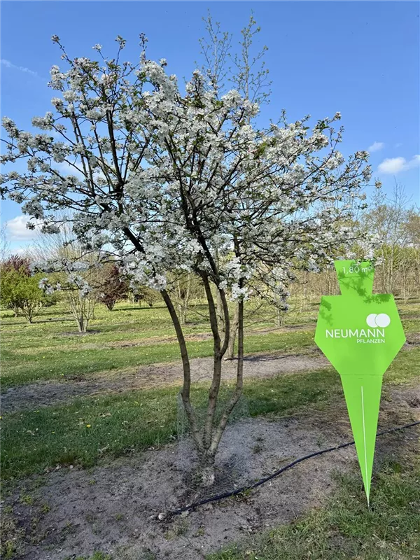 Malus 'Evereste' -R-