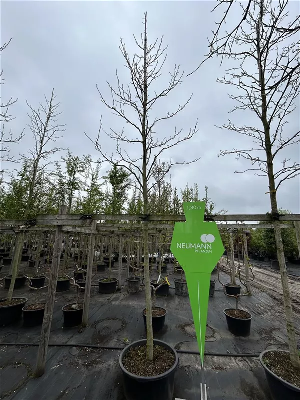 Liquidambar styraciflua 'Worplesdon'