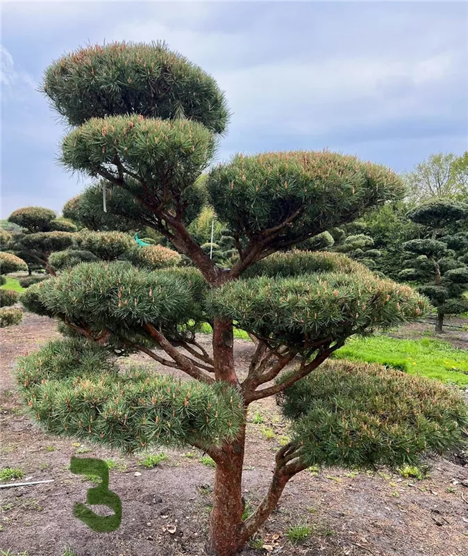Pinus sylvestris 'Watereri'