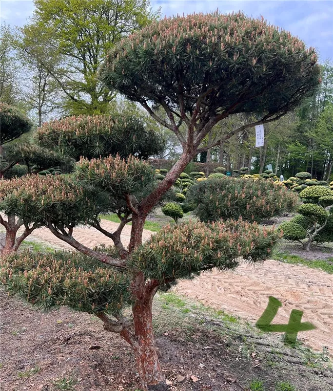 Pinus sylvestris 'Watereri'