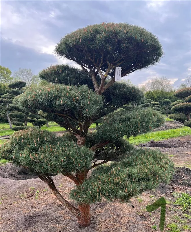 Pinus sylvestris 'Watereri'