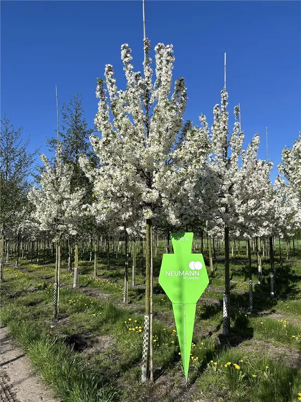 Malus 'Evereste' -R-