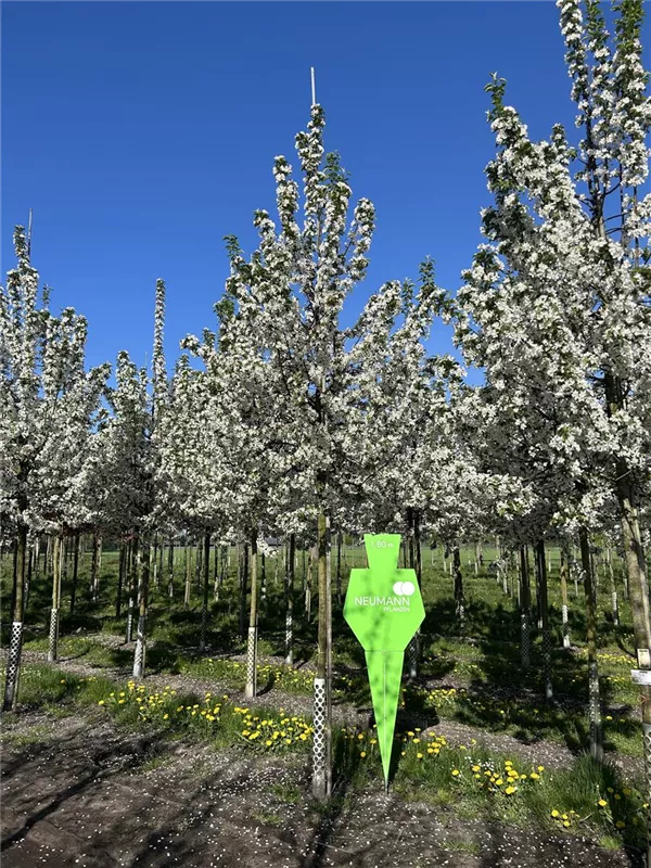 Malus 'Red Sentinel'