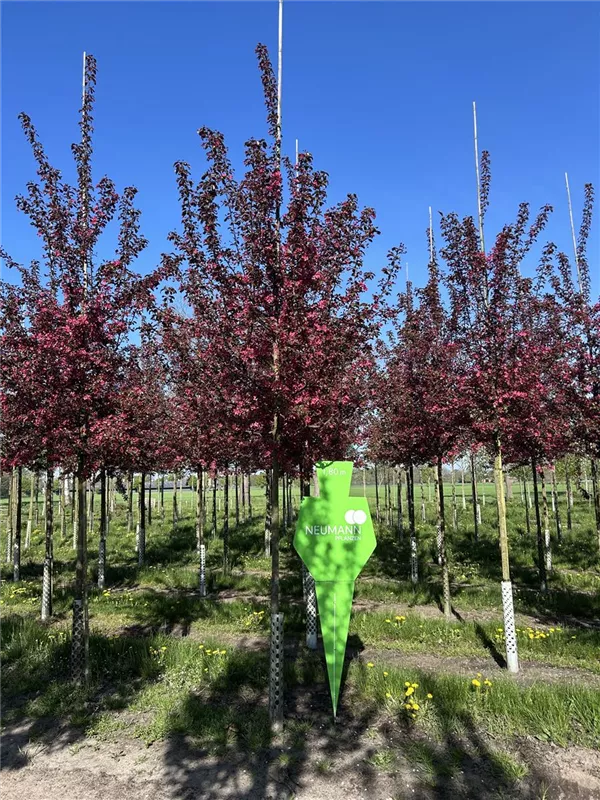 Malus 'Scarlet'