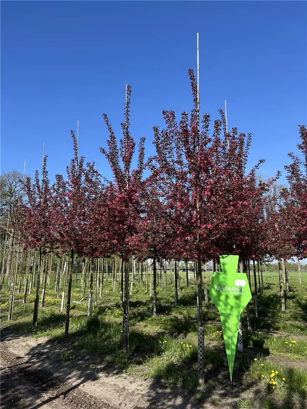 Malus 'Scarlet'