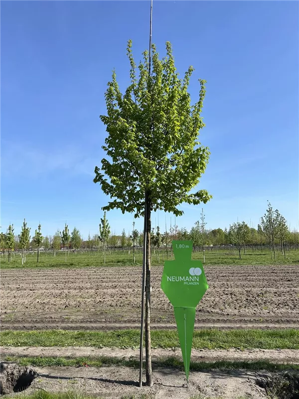 Carpinus betulus 'Frans Fontaine'