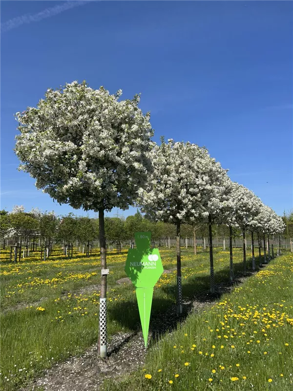 Malus 'Evereste' -R-