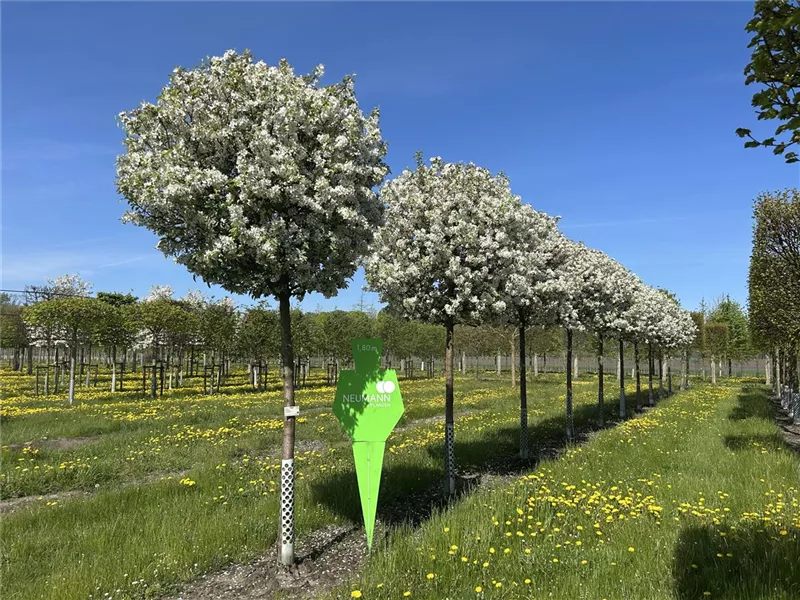 Malus 'Evereste' -R-