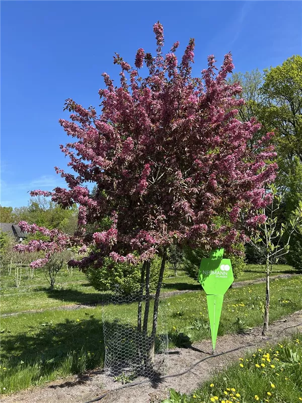 Malus 'Coccinella' -R-