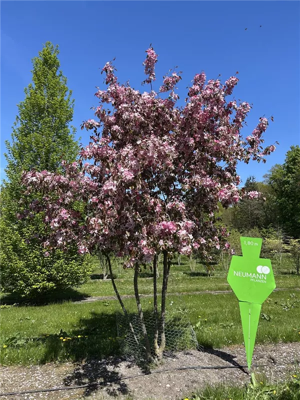 Malus 'Coccinella' -R-
