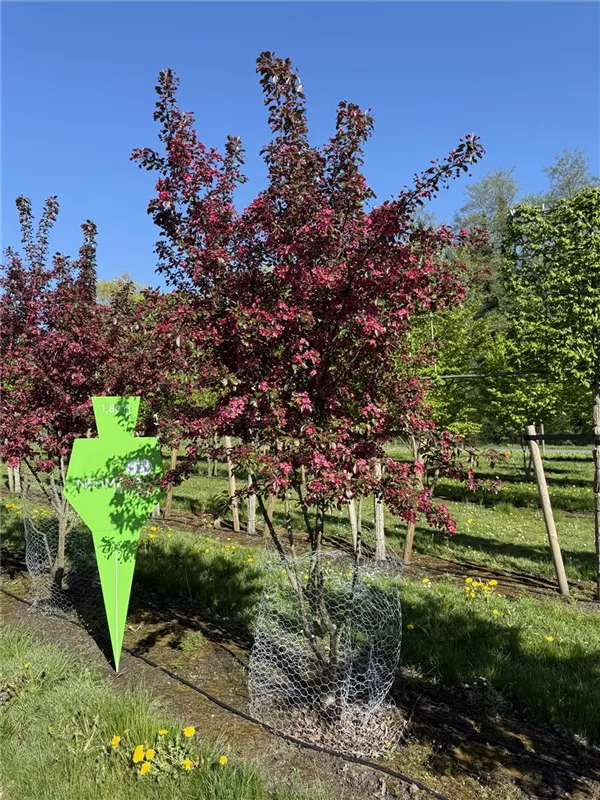 Malus 'Coccinella' -R-