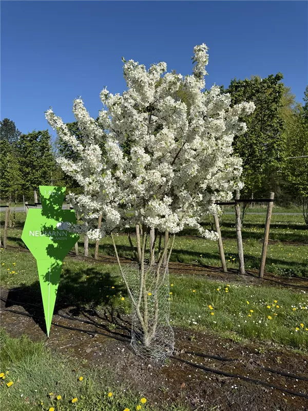 Malus 'Evereste' -R-