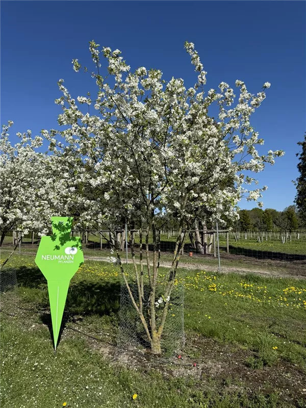 Malus 'Evereste' -R-