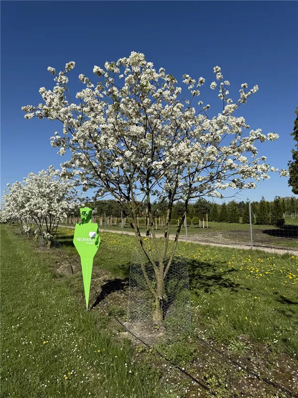 Malus 'Evereste' -R-