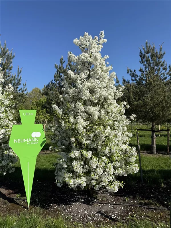 Malus 'Evereste' -R-