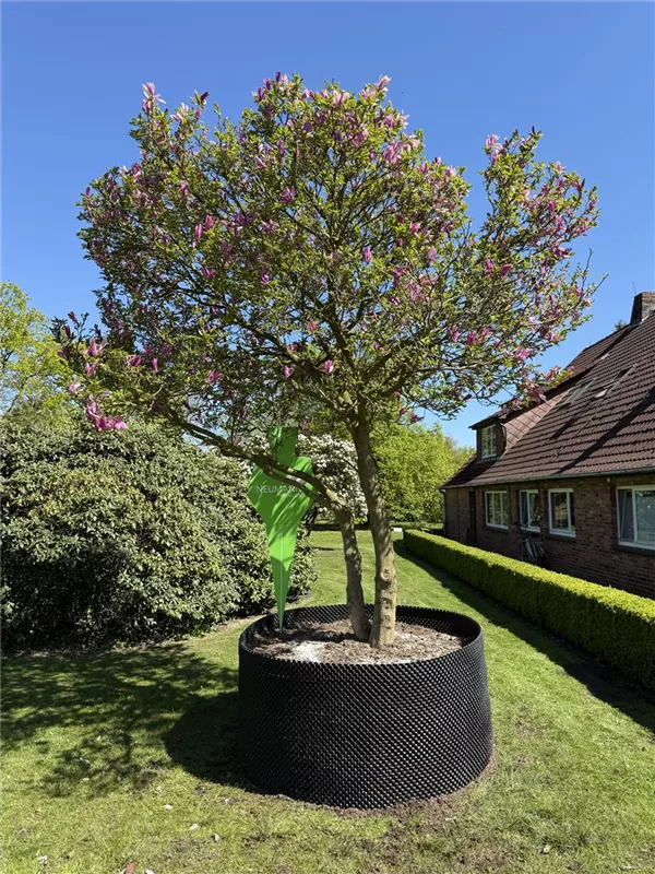 Magnolia 'Susan'