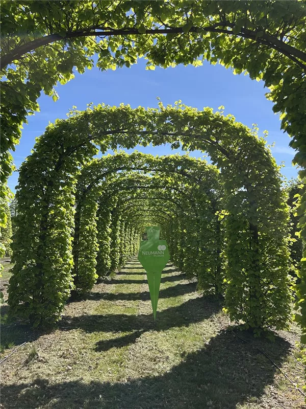 Tilia europaea 'Pallida'