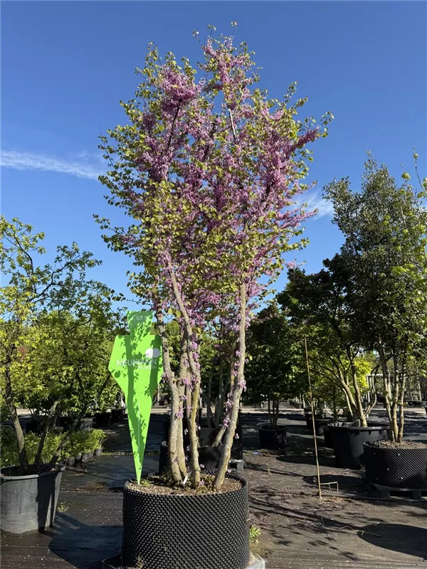Cercis siliquastrum