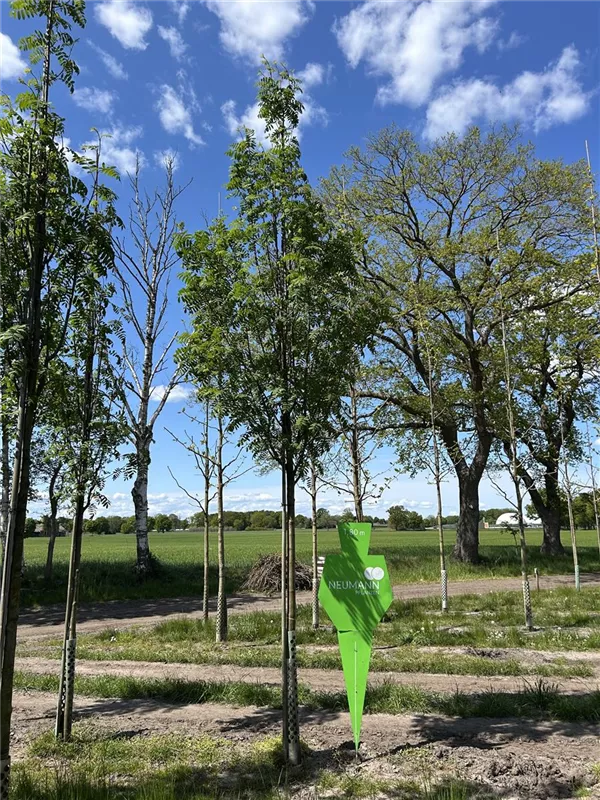 Sorbus aucuparia 'Sheerwater Seedling'