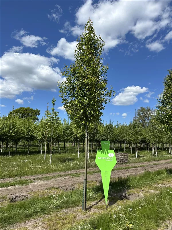 Pyrus calleryana 'Chanticleer'