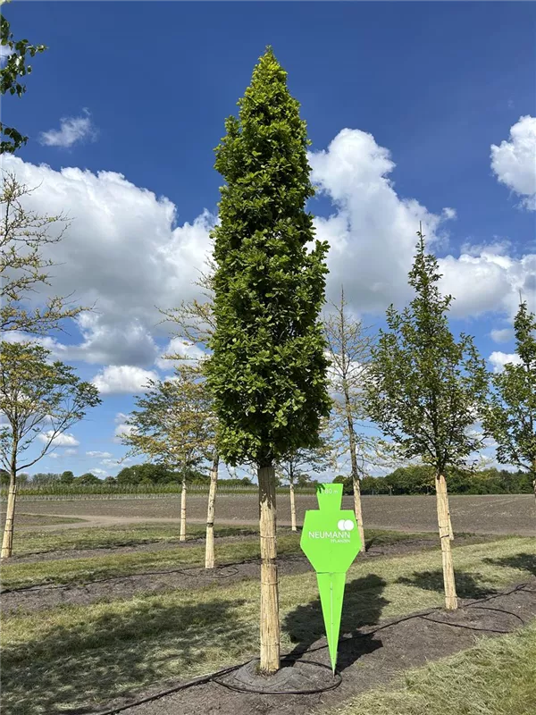 Quercus robur 'Fastigiata Koster'