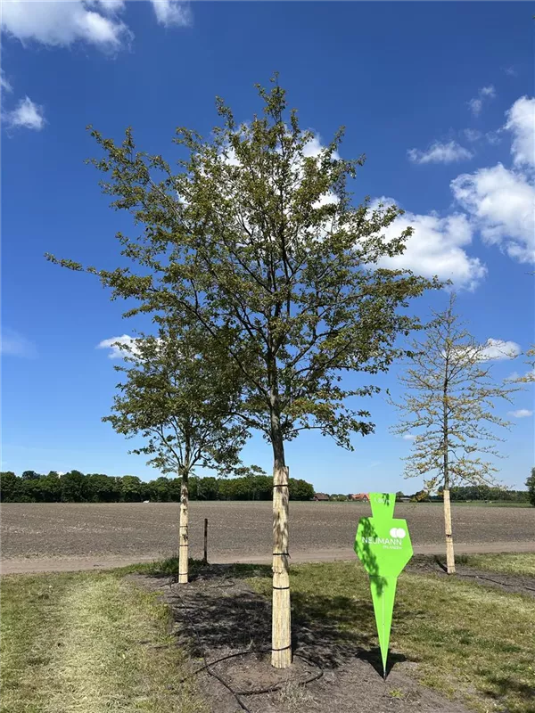 Amelanchier 'Ballerina'