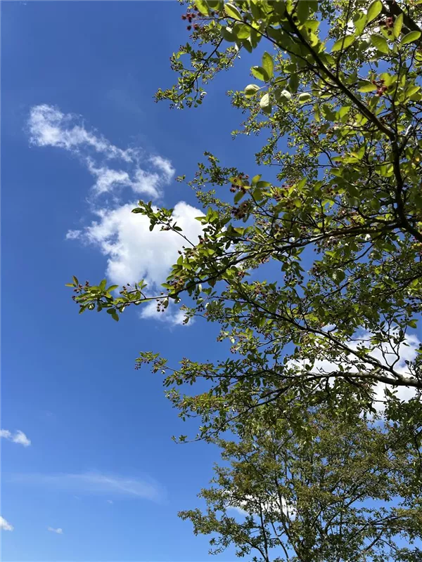 Amelanchier 'Ballerina'