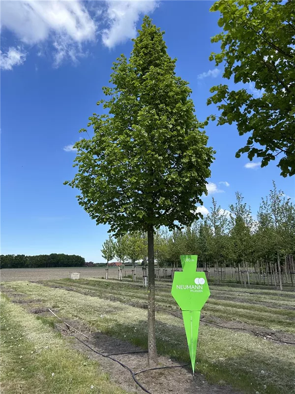 Tilia cordata 'Rancho'