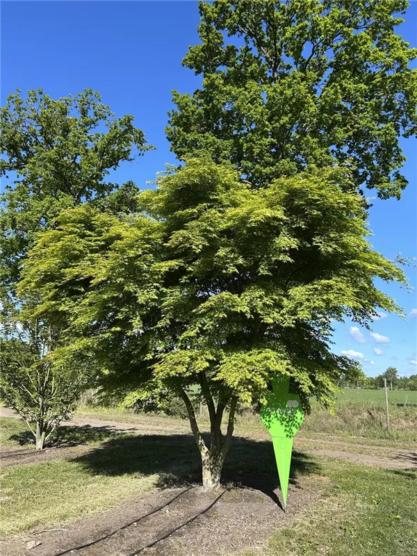 Acer palmatum