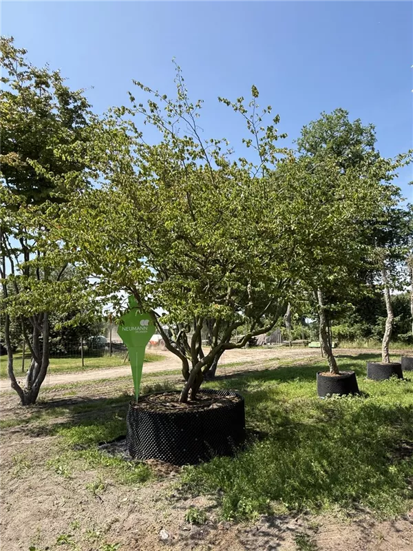 Parrotia persica