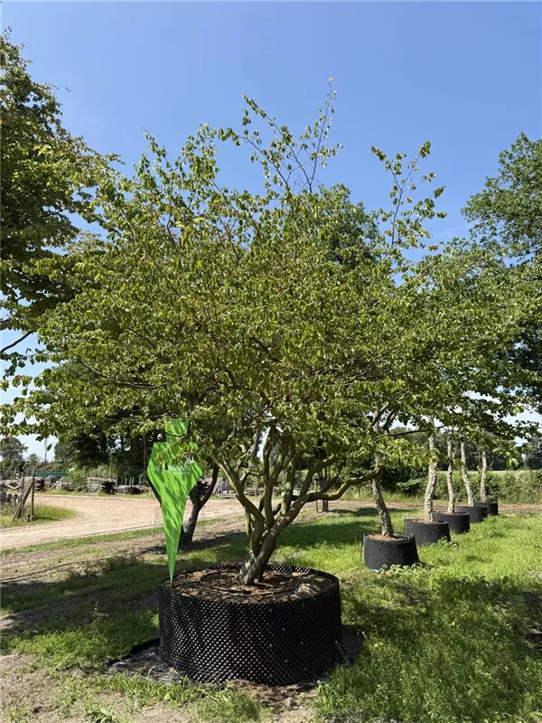 Parrotia persica