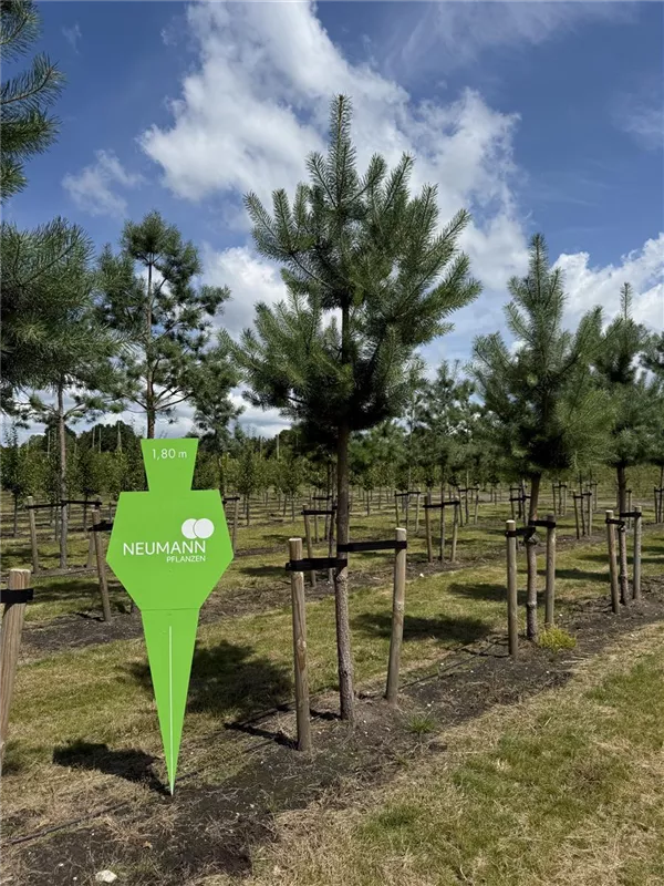 Pinus sylvestris