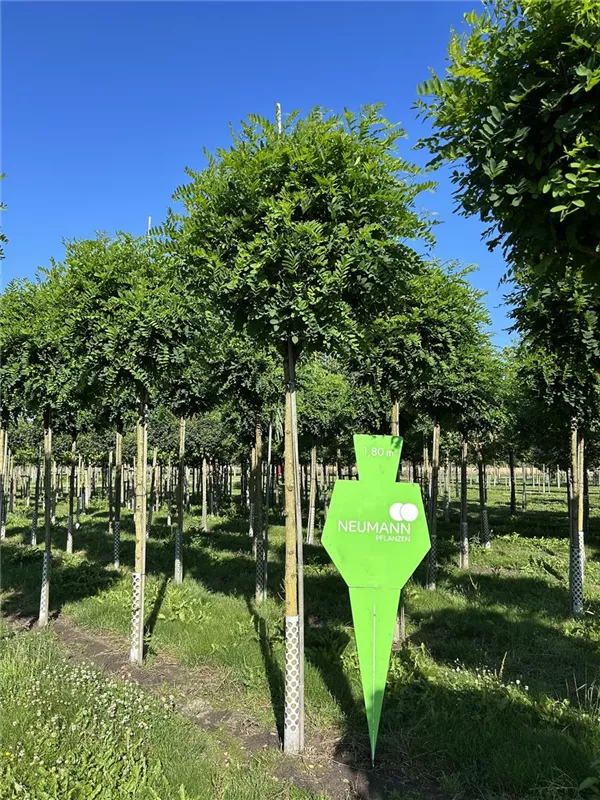Robinia pseudoac.'Umbraculifera'