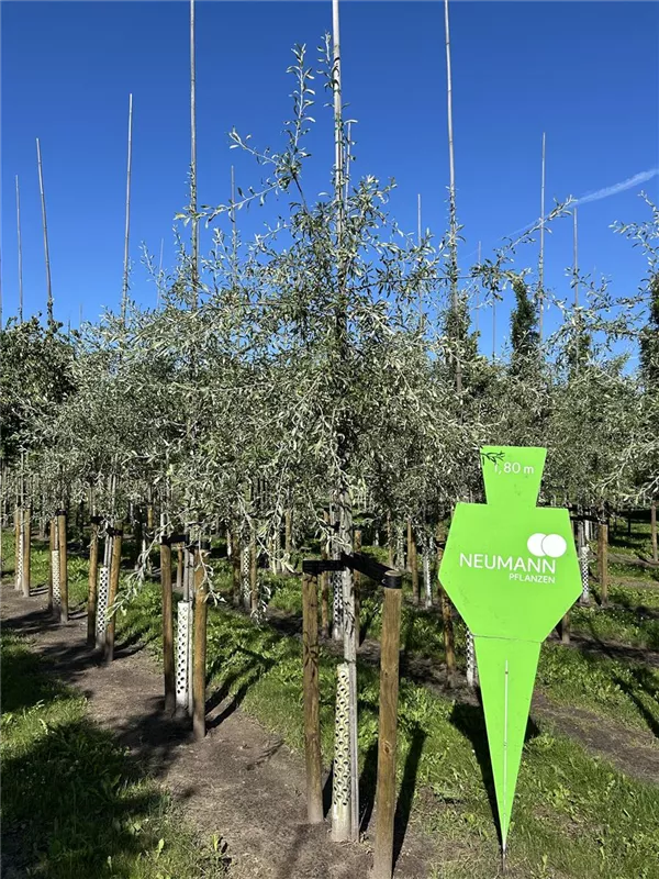 Pyrus salicifolia 'Pendula'